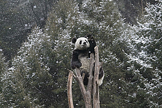 熊猫,幼兽,玩,树上,雪中,卧龙,四川,中国