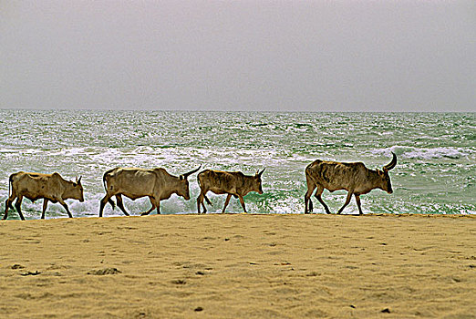塞内加尔,海滩