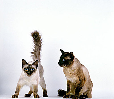 巴厘岛,家猫,成年,白色背景
