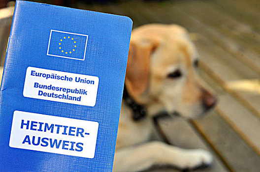 欧洲,宠物,护照,正面,拉布拉多犬,复得,德国
