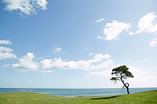 松树,海洋,瑞典