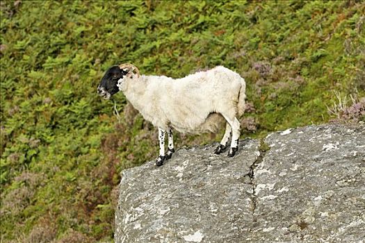 绵羊,悬崖,多纳格,爱尔兰