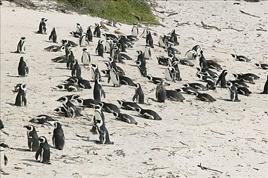 生物群,非洲企鹅,黑脚企鹅,好望角,南非