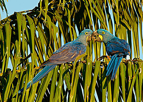 紫蓝金刚鹦鹉,一对,依偎,潘塔纳尔,巴西,南美