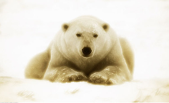 肖像,北极熊