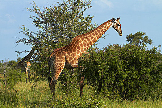 南非,长颈鹿,克鲁格国家公园