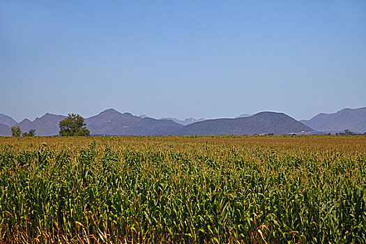 玉米田,山峦,背景,锡纳罗亚州,墨西哥