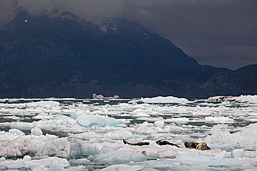 冰,浮冰,哥伦比亚冰河,威廉王子湾,湾,阿拉斯加,美国,北美