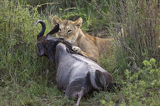 肯尼亚,纳罗克地区,马赛马拉,雌狮,角马,马赛马拉国家保护区