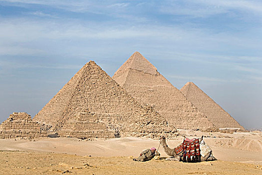 一个,男人,骆驼,金字塔,背景