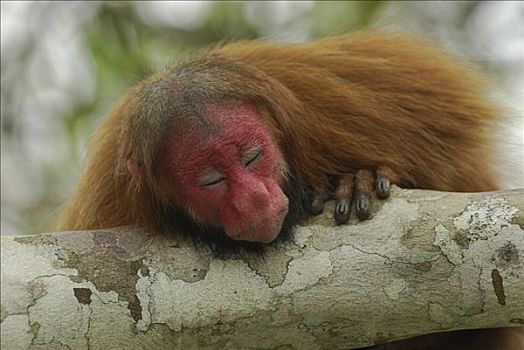 红色,秃头,睡觉,秘鲁