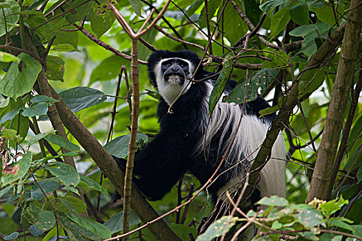 疣猴,东黑白疣猴,阿鲁沙,国家公园,坦桑尼亚,非洲