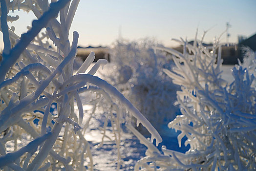 哈尔滨的雪景风光