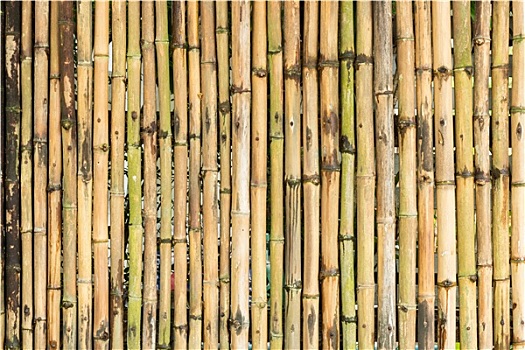 竹子,栅栏,墙壁,背景
