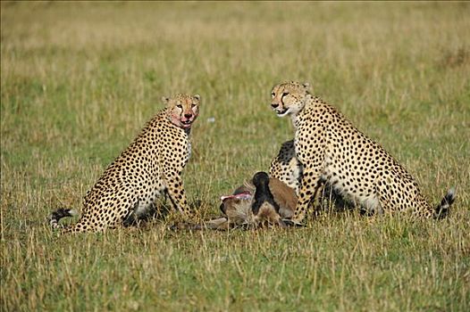 印度豹,猎豹,捕食,角马,小动物,马赛马拉,国家公园,肯尼亚,东非