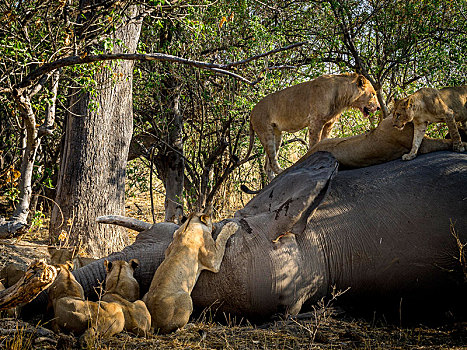 狮子,牧群,死,大象,象科,莫雷米禁猎区,博茨瓦纳,非洲