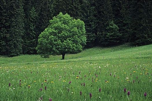 草地,树,靠近,上巴伐利亚,德国