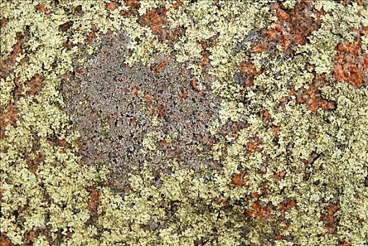 苔藓,多样,彩色,花冈岩,特写,小,海滩,塔斯马尼亚,东海岸,澳大利亚