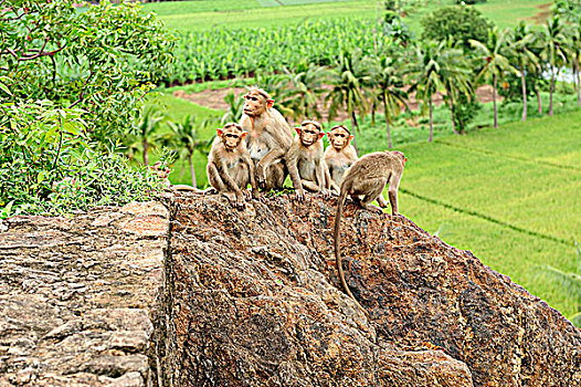 印度,安得拉邦,洞穴,猴子