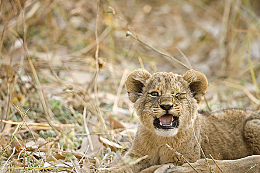 奥卡万戈三角洲,博茨瓦纳,特写,幼狮