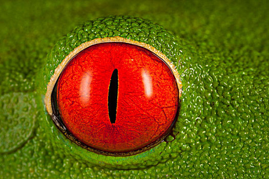 红眼树蛙,眼,哥斯达黎加