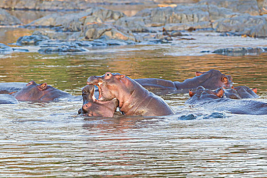 牧群,河马,休息,水池,两个,正面,争斗,颚部,一个,室内,恩戈罗恩戈罗,保护区,坦桑尼亚