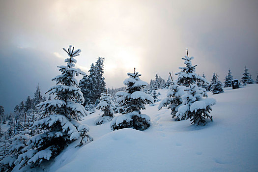 积雪,树,山