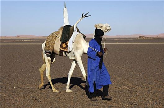 柏柏尔人,单峰骆驼,利比亚