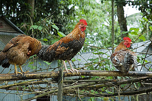 公鸡,鸟叫,蔬菜,乡村,房子,十月,2005年,孟加拉,重要,生活,流行,运动,局部,文化