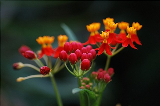 紅色,橙色,盛開