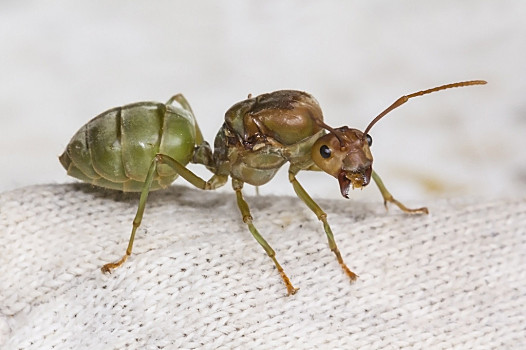 雄蚁 蚁后图片