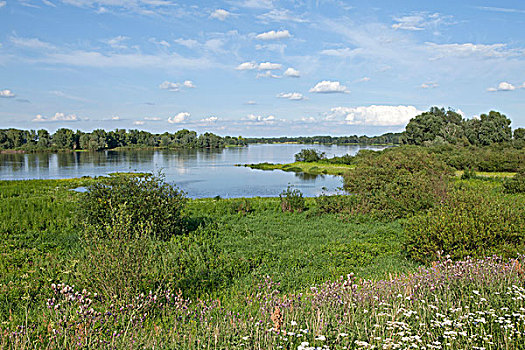 易北河,靠近,自然公园,下萨克森,德国,欧洲
