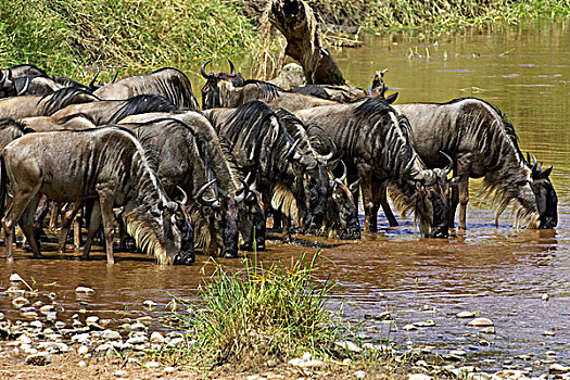 蓝角马,角马,群,喝,马拉河,马赛马拉,公园,肯尼亚