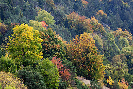 树林,山谷,秋天,巴伐利亚,德国,欧洲