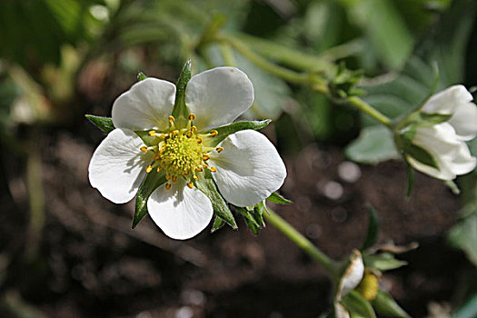 草莓花,太阳