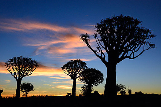 抖树,箭筒树,二歧芦荟,树林,靠近,区域,纳米比亚,非洲