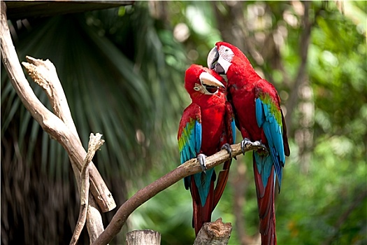 彩色,绯红金刚鹦鹉,栖息,胸罩
