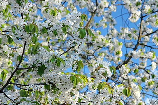 春天,花,樱桃树,蓝天
