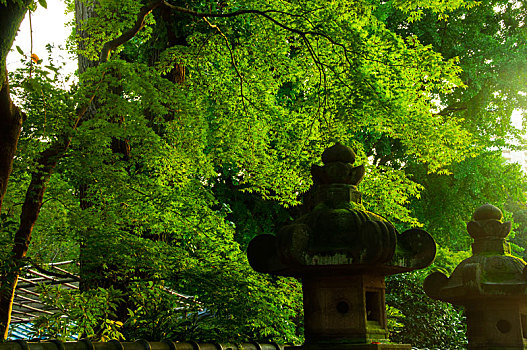 日本,上野,tosho-gu,神社,石灯笼