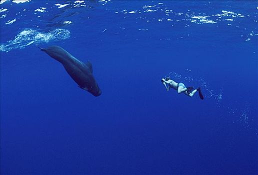 大吻巨头鲸,短肢领航鲸,游泳,靠近,摄影师,夏威夷