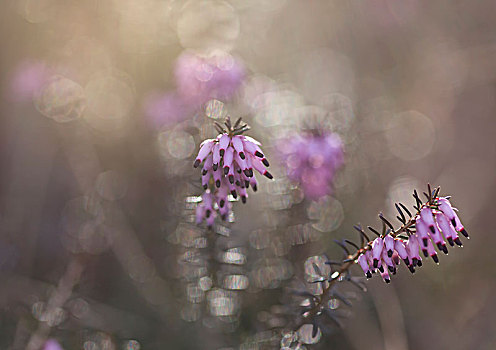 特写,石南花