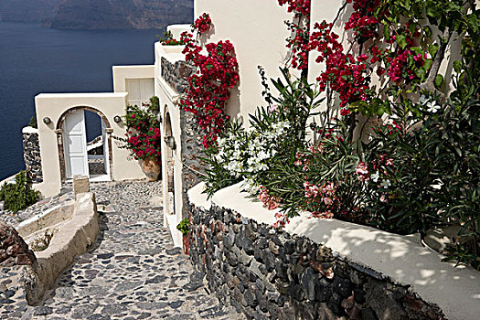 希腊,锡拉岛,楼梯,过去,别墅,门,花,装饰