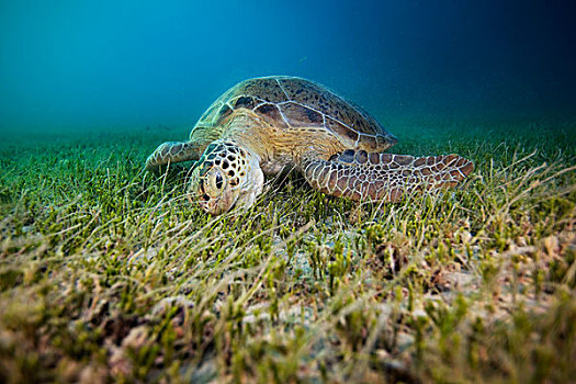 绿海龟,龟类,海洋,草,岛屿,巴伊亚,巴西