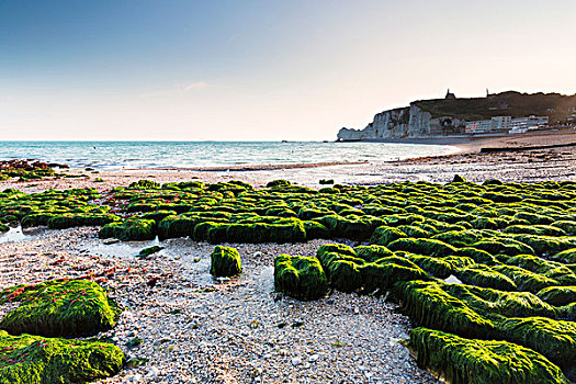 绿色,海藻,岩石,海滩,日出,薪水,上诺曼底大区,法国