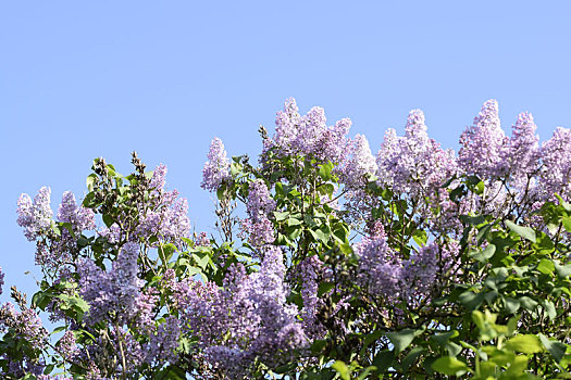 丁香,花,枝条,漂亮,紫色,户外