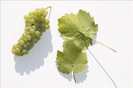 酿酒用白葡萄,品种