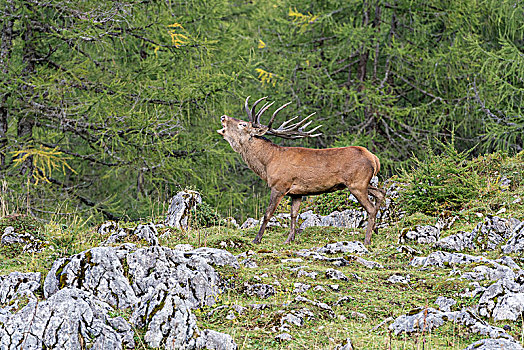 赤鹿,鹿属,鹿,叫,发情期,上奥地利州,奥地利,欧洲