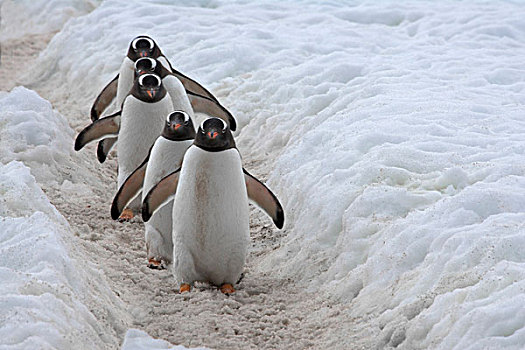 巴布亚企鹅,冰,港口,南极