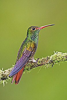栖息,枝条,自然保护区,西北地区,厄瓜多尔