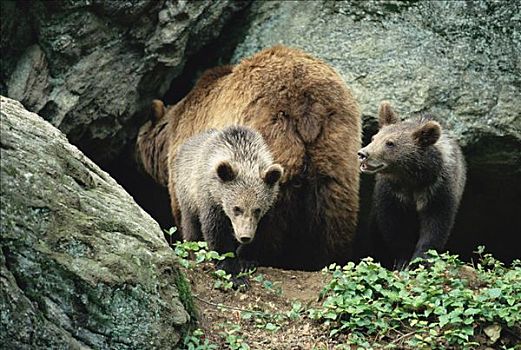 棕熊,母兽,欧洲